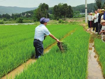 四川水稻主導品種這樣加分