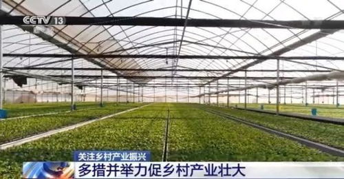 鄉村振興開新局 產業發展成績亮眼
