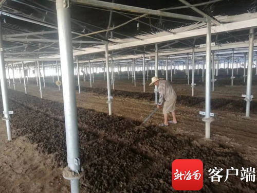 一生態農業基地落戶海口瓊山 創新農光互補模式發展蚯蚓養殖業 串 起生態養殖鏈
