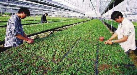 想回農村創業,不知道養殖業還是種植業,到底哪個最好?