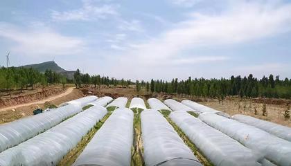 農村致富新門路,種植綠色生態農業,實現鄉村振興
