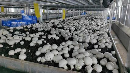 三元雙向循環模式助推食用菌產業邁向新高度